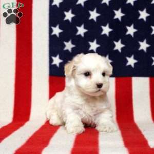 Jervis, Morkie-Poo Puppy